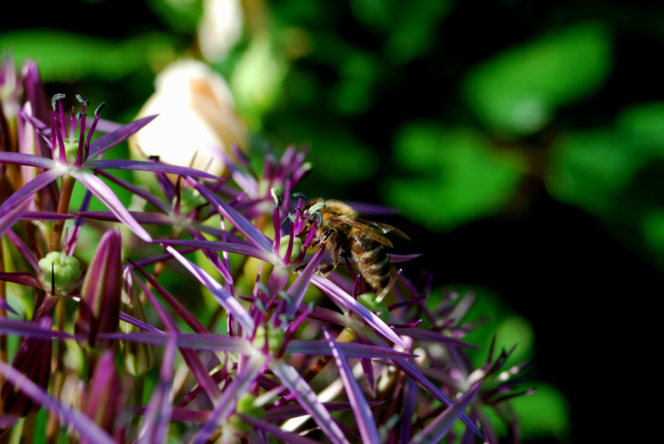 Biene auf Zierlauch